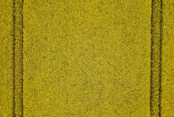 Aerial View of Yellow Rapeseed Field with Tractor Lines