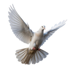 Fototapeta premium Freedom and peace elegant white dove in graceful flight, symbolizing purity and liberty bird embodies the beauty of unbridled freedom and celestial serenity png