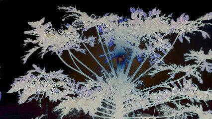 Abstract background: Morning sunlight through a flowering papaya tree in a backyard. Gradient of black, brown, white, and light blue. Central Thailand. Palm trees, sky, nature, blue, tropical, green, 