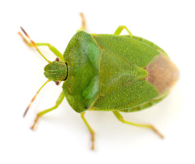 Green Shield Bug Insect Isolated on White