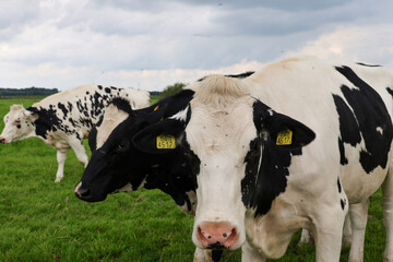 Cows and calves of the Frysian Holstein type at meadows at the Veluwe