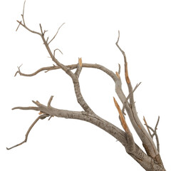 Dead tree branches with cracked bark Drought tree silhouette arid climate Overlay PNG isolated on Transparent Background
