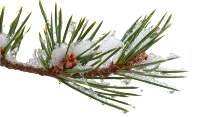Macro view of pine branch with thick snow buildup isolated on transparent background