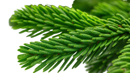 Macro shot of pine tree branch with long needles isolated on transparent background