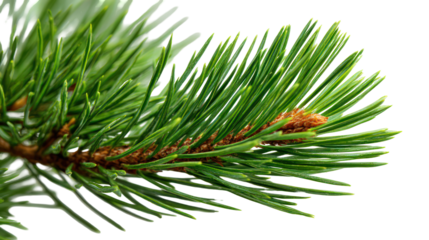 Macro shot of pine tree branch with long needles isolated on transparent background
