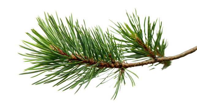 Macro shot of pine tree branch with long needles isolated on transparent background - Powered by Adobe