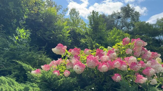 Hydrangea paniculata blooming bush pink white flowers in the park.