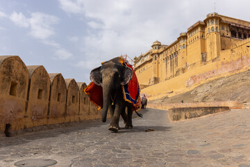 Portrait of unidentified tourist riding on decorated elephant at the premises of amber fort at jaipur. Architecture view of amber fort at background.