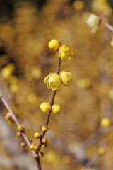 ロウバイ