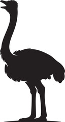 A Beautiful Ostrich Bird