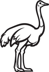 A Beautiful Ostrich Bird