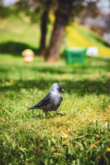 Eurasian Jackdaw Standing on Grass in a Sunny Park