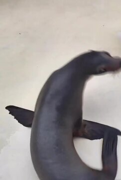  sea lion on the land 