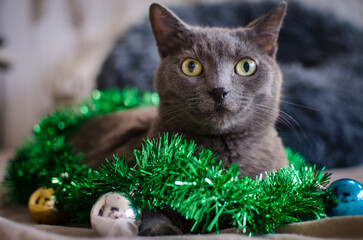 Gray cat with holiday baubles and garland