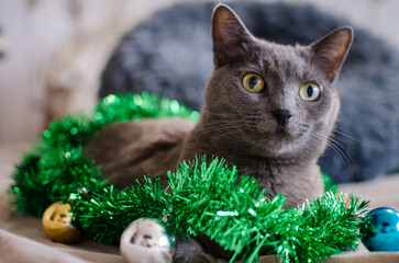 Festive cat with green tinsel and baubles