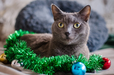 Gray cat with Christmas garland at home