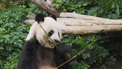 Obraz premium Cute giant panda bear eating bamboo