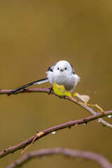 Long-Tailed Tit Sitting On Rosehip Bush
