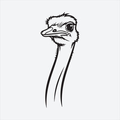 A Beautiful Ostrich Bird Heard
