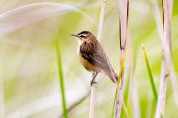 Obraz premium Sedge Warbler Bird Sitting On Branch