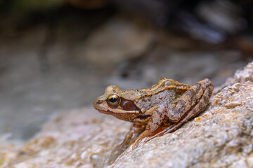 Der Grasfrosch (Rana temporaria) bei Bad Reichenhall in den Alpen auf einem Fels am Gebirgsbach.