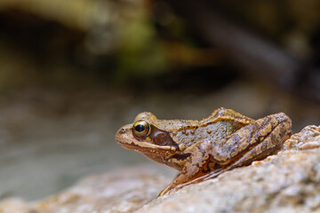 Der Grasfrosch (Rana temporaria) bei Bad Reichenhall in den Alpen.