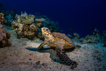 Schildkr&ouml;te liegt entspannt im Sand eines Korallenriffs - Rotes Meer