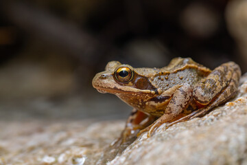 Der Grasfrosch (Rana temporaria) bei Bad Reichenhall in den Alpen.