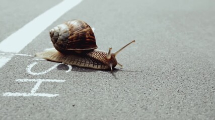 Garden snail slowly crossing a white finish line on asphalt. Concept of patience, determination, and success. Slow and steady wins the race metaphor