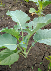 Vertical close up of a young cabbage plant on a garden bed leaves