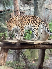 Ein Leopard im Zoo