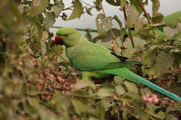Rose ringed Parakeet