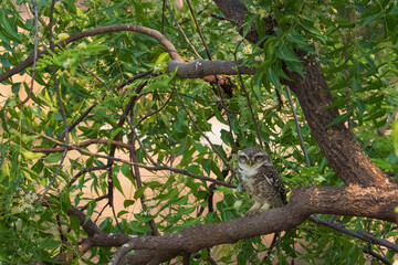 The spotted owlet (Athene brama)