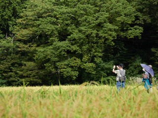 Fototapeta premium 世界遺産白川郷の白川村で散策する外国人観光客の姿と稲の田圃の風景