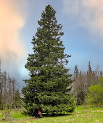 A female tourist rests under a mighty tall spruce tree in the Southern Ural mountains on a spring day.