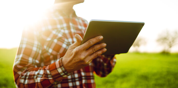 View from behind. A farmer stands in green field holding digital tablet. Agronomist works in field on sunny day, checking growth and quality. Concept of horticulture, technology. Agriculture.