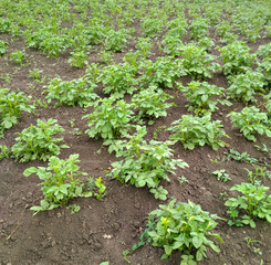 Young potato plants in garden bed top view