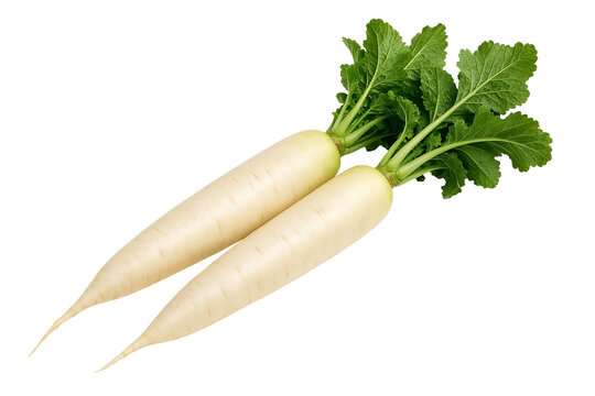 Fresh Pair of Daikon Radishes with Green Tops Isolated on a White Background
