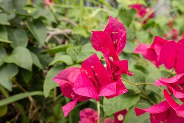 Bougainvillea buttiana flowering plant, artificial hybrid of glabra and peruviana
