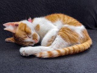 European bicolor domestic medium hair car sleeping on couch