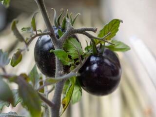 Solanum lycopersicum (black tomato) on bush with bokeh