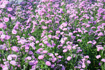 Variety plant decorate in landscaped garden,thailand