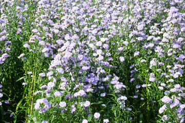 Variety plant decorate in landscaped garden,thailand