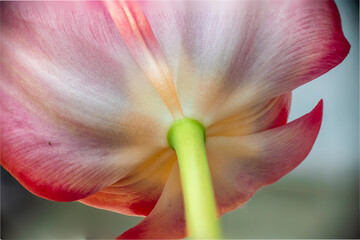 Pink tulip flower undersides with green stem detail