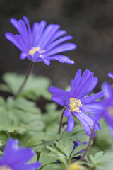 Two purple Anemone blanda blooming in spring garden
