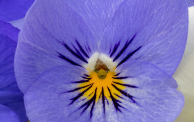 Pansy flower revealing vibrant purple and yellow petal details
