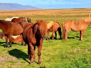 Fototapeta premium Icelandic Horses in the Open Landscape of Iceland, Showing Riding Culture and Natural Rural Scenery