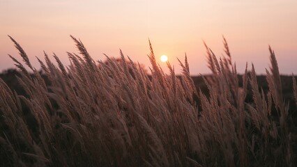 Fototapeta premium sunset in the grass
