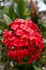 Red Flower Cluster