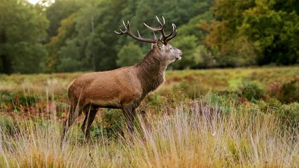 red deer stag - Powered by Adobe